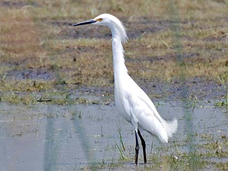 Snowy Egret (Egretta thula)