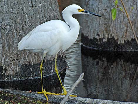 Snowy Egret (Egretta thula)