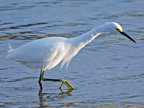 Snowy Egret (Egretta thula)