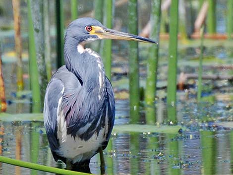 Tricolored Heron (Egretta tricolor)