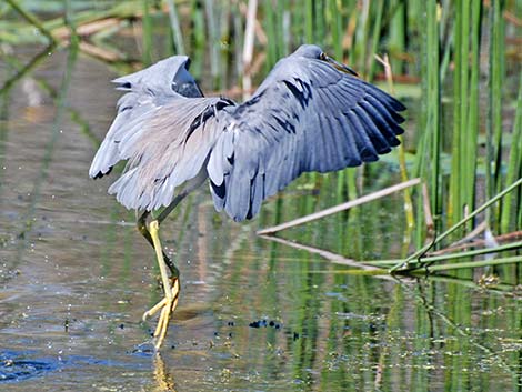 Tricolored Heron (Egretta tricolor)