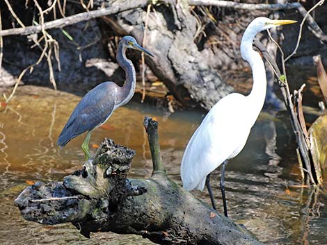 Tricolored Heron (Egretta tricolor)