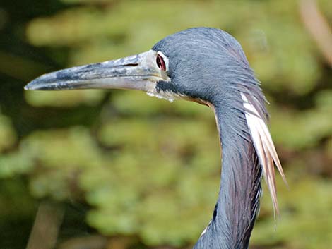 Tricolored Heron (Egretta tricolor)