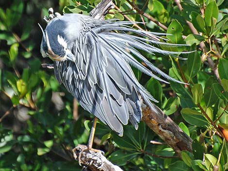 Yellow-crowned Night-Heron (Nyctanassa violacea)