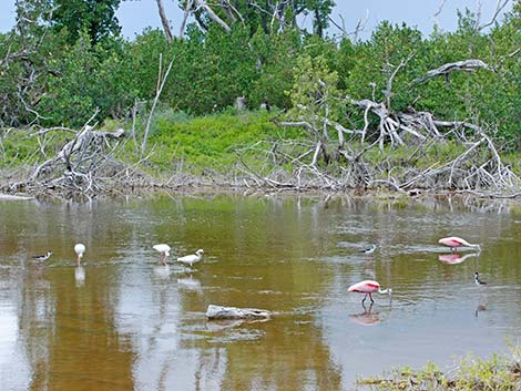 Roseate Spoonbill (Platalea ajaja)