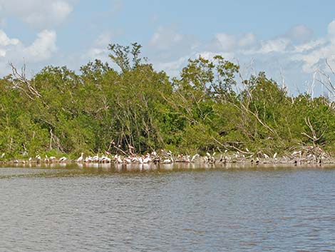 Roseate Spoonbill (Platalea ajaja)