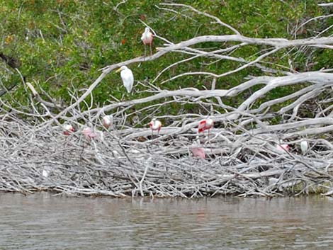 Roseate Spoonbill (Platalea ajaja)