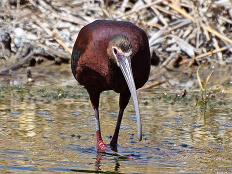 White-faced Ibis (Plegadis chihi)