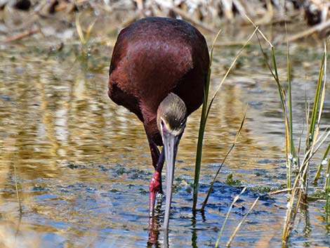 White-faced Ibis (Plegadis chihi)