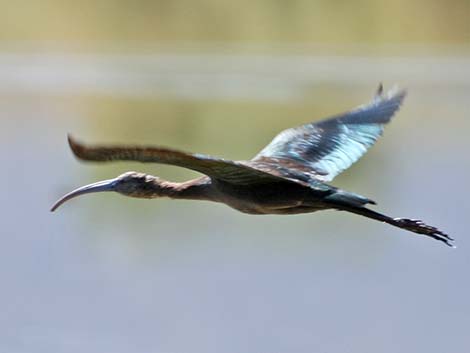 White-faced Ibis (Plegadis chihi)