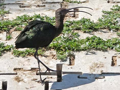 White-faced Ibis (Plegadis chihi)