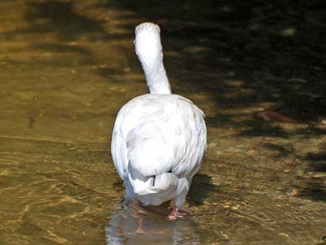 White Ibis (Eudocimus albus)