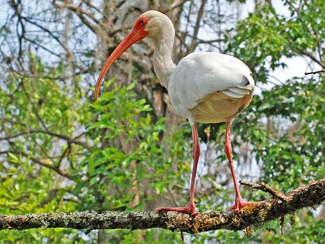 White Ibis (Eudocimus albus)