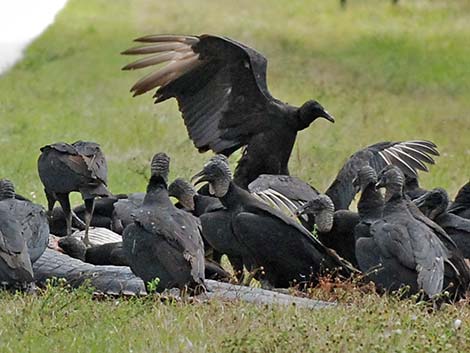 Black Vulture (Coragyps atratus)