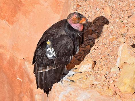 California Condor (Gymnogyps californianus)