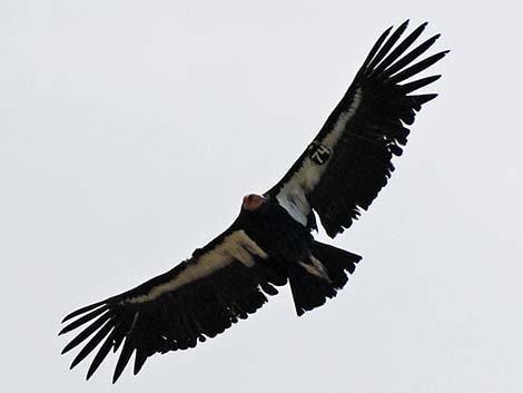 California Condor (Gymnogyps californianus)