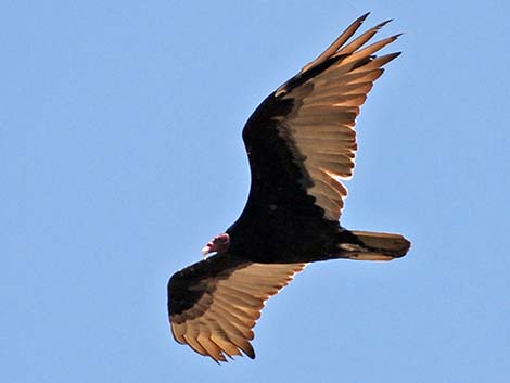 Turkey Vulture (Cathartes aura)