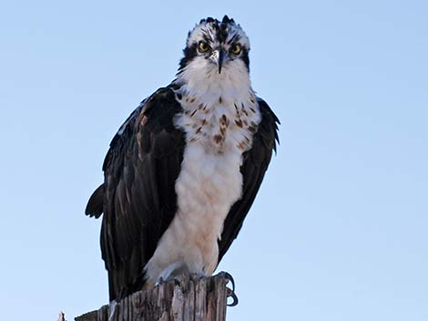 Osprey (Pandion haliaetus)