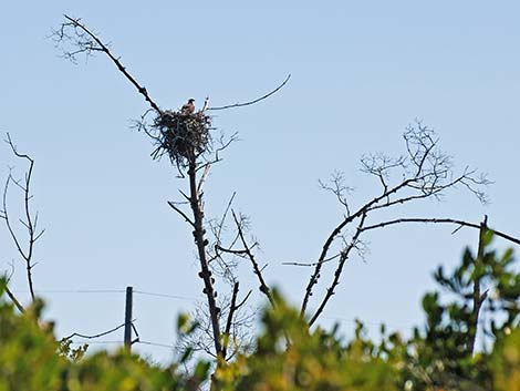 Osprey (Pandion haliaetus)