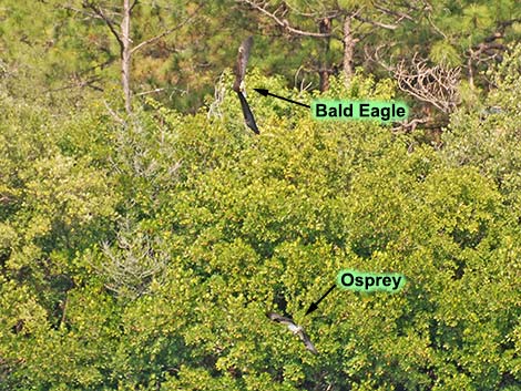 Bald Eagle (Haliaeetus leucocephalus)