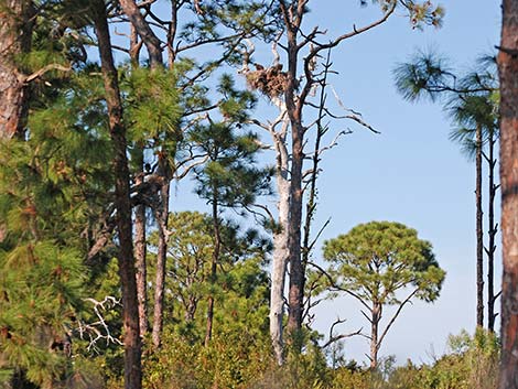 Bald Eagle (Haliaeetus leucocephalus)