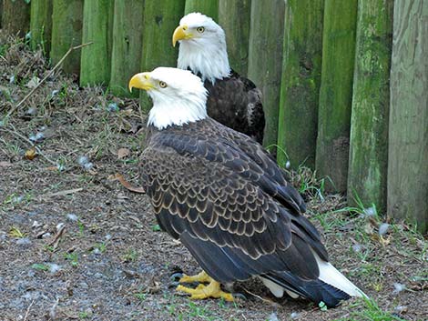 Bald Eagle (Haliaeetus leucocephalus)