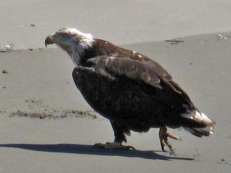 Bald Eagle (Haliaeetus leucocephalus)