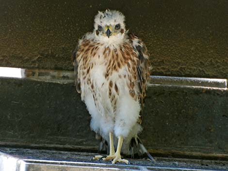 Cooper’s Hawk (Accipiter cooperii)