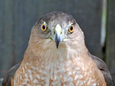 Cooper’s Hawk (Accipiter cooperii)