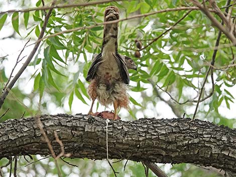 Cooper’s Hawk (Accipiter cooperii)