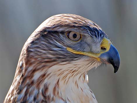 Ferruginous Hawk (Buteo regalis)