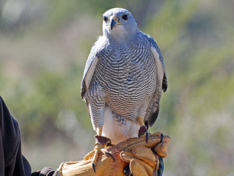 Gray Hawk (Buteo nitidus)