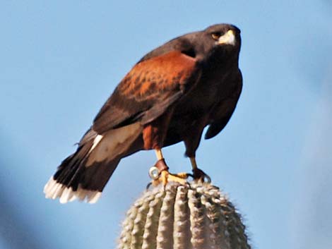 Harris' Hawk (Parabuteo unicinctus)