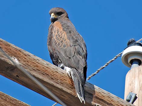 Harris' Hawk (Parabuteo unicinctus)