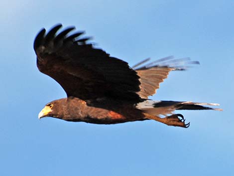 Harris' Hawk (Parabuteo unicinctus)