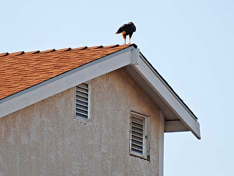 Harris' Hawk (Parabuteo unicinctus)