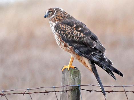 Northern Harrier (Circus cyaneus)