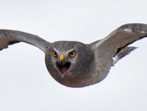 Northern Harrier (Circus cyaneus)