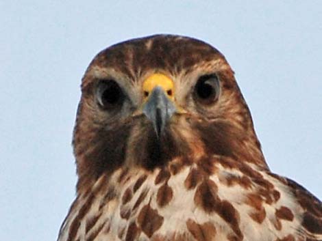 Red-shouldered Hawk (Buteo lineatus)