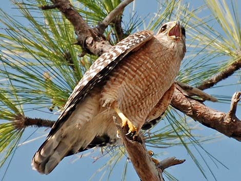 Red-shouldered Hawk (Buteo lineatus)