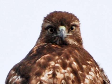 Red-tailed Hawk (Buteo jamaicensis)