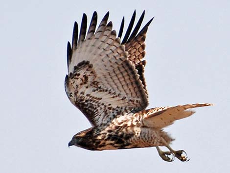 Red-tailed Hawk (Buteo jamaicensis)