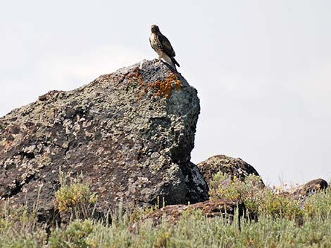 Red-tailed Hawk (Buteo jamaicensis)