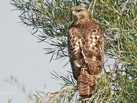 Red-tailed Hawk (Buteo jamaicensis)