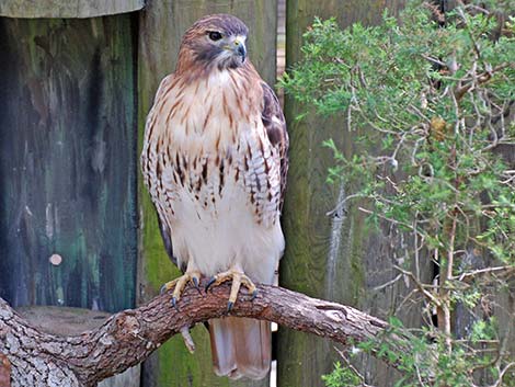 Red-tailed Hawk (Buteo jamaicensis)