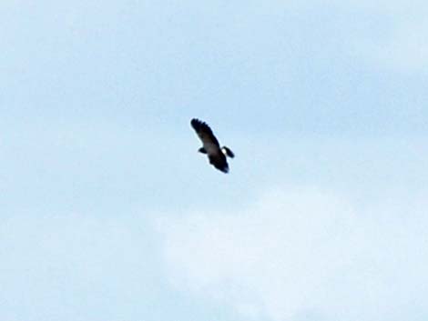 Hook-billed Kite (Chondrohierax uncinatus)