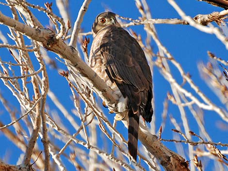 Sharp-shinned Hawk (Accipiter striatus)