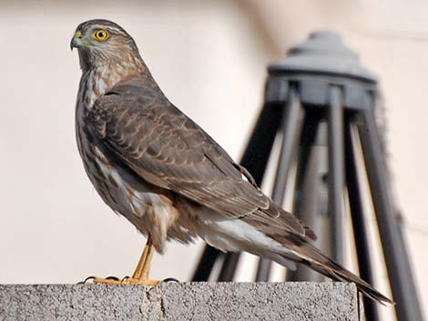 Sharp-shinned Hawk (Accipiter striatus)