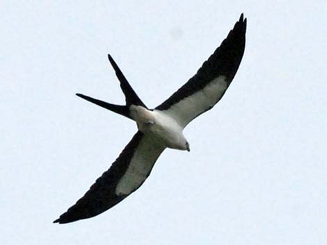 Swallow-tailed Kite (Elanoides forficatus)