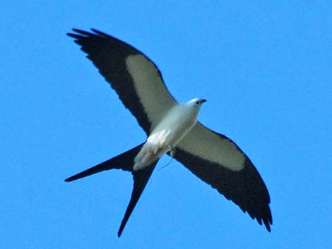 Swallow-tailed Kite (Elanoides forficatus)